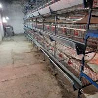 قفس مرغ تخم گزار