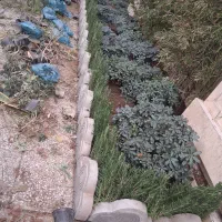 خدمات باغبانی باغچه کاری در تمام نقاط کرج البرز