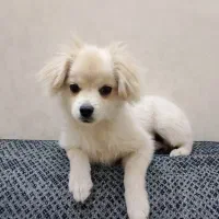 سگ پامر اشبیز ۵ ماهه