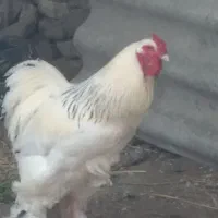 مرغ و خروس امپراتور برهما