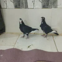 جفت پلنگ جفت ابلق جفت نر مگس|پرنده|زهک, |دیوار