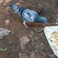 دو عدد مسافتی|پرنده|برازجان, |دیوار