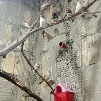 فنچ|پرنده|قشم, |دیوار