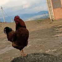 خروس
