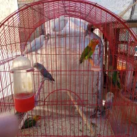 طوطی برزیلی های زیبا|پرنده|سقز, |دیوار