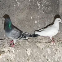 کفتر پرشی|پرنده|مشهد, چهارچشمه|دیوار