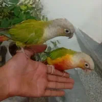 دو عدد گرینچیک سخنگو  یک جفت عروس هلندی با تخم