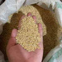 پخش جو دوسر پرک و جو پرک و ارزن کتان پرنده و گندم