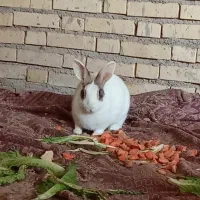 خرگوش|موش و خرگوش|شوشتر, |دیوار