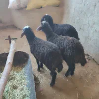 بره افشار ریز