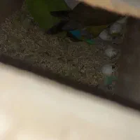 جفت طوطی برزیلی شرط مولد|پرنده|آبادان, |دیوار