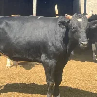 کارگر گاوداری