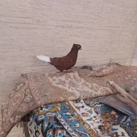 ماده گلی دم سفید