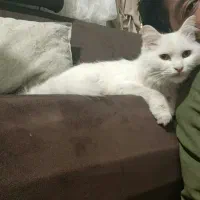 اسکاتیش و پرشین قیمت مناسب|گربه|تهران, حر|دیوار