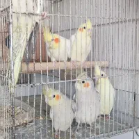 عروس هلندی