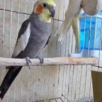 جفت عروس هلندی مولد|پرنده|شیراز, گویم|دیوار