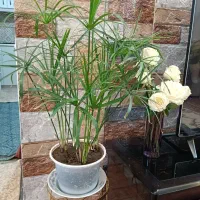 نخل مرداب جوان|گل و گیاه طبیعی|خوی, |دیوار