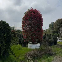 درخت فوتونیا لوکس