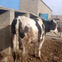 گوساله جوانه