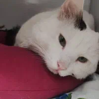 واگذاری گربه وان ترکیش پرشین|گربه|رشت, ولکس|دیوار