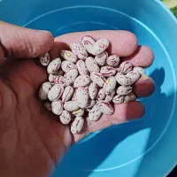 لوبیا چیتی و قرمز