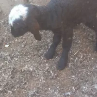 بره شیری افشاری