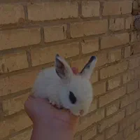 بچه خرگوش دو رگه لوپ