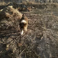 سک توله سراب 2ماه