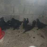 جه جه مرندی