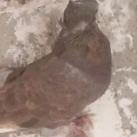 دو جفت کفتر فروشی روی هم|پرنده|جیرفت, |دیوار