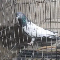 کفترپاکستانی فوق پرش