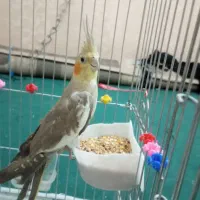 یک عدد عروس هلندی با رنگ خاص