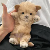 پودل کراس|سگ|تهران, شاهین|دیوار