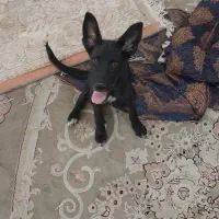 جرمن شپرد بلک