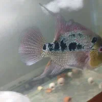 اولین نژاد ماهی فلاور هورن خاص و نایاب|ماهی|ری, امین آباد|دیوار