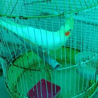 عروس هلندی