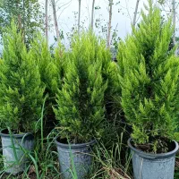 فروش گل گیاه عمده