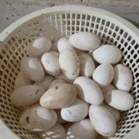 تخم قوغاز اوکراینی و آفریقا جنوبی