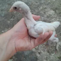 جوجه زینتی