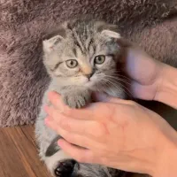 اسکاتیش نخودی