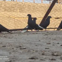 دم سفید|پرنده|برازجان, |دیوار