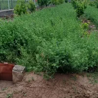 یونجه سرپا
