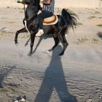 اسبنریان مشگی کرد شناسنامه ۱