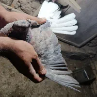 کفتر جفتگاه|پرنده|گلبهار, شهر جدید گلبهار|دیوار