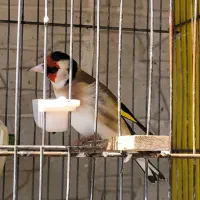 سهره نر کرمانشاه