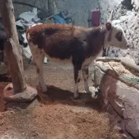 گوساله ماده سیمنتال