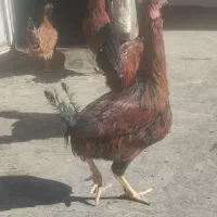 ۳ خروس و یک مرغ|حیوانات مزرعه|تربتحیدریه, منظر|دیوار