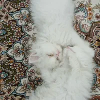 حیوان خانگی