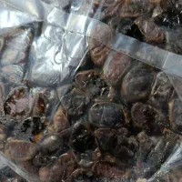 خرما درجه دو|خوردنی و آشامیدنی|شبانکاره, |دیوار