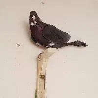 ماده سیاه پلنگ